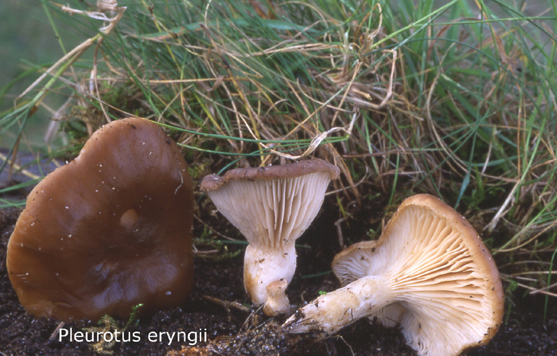 Pleurotus eryngii-amf1467.jpg - Pleurotus eryngii ; Syn: Pleurotus cardarella  ; Nom français: Pleurote du panicaut